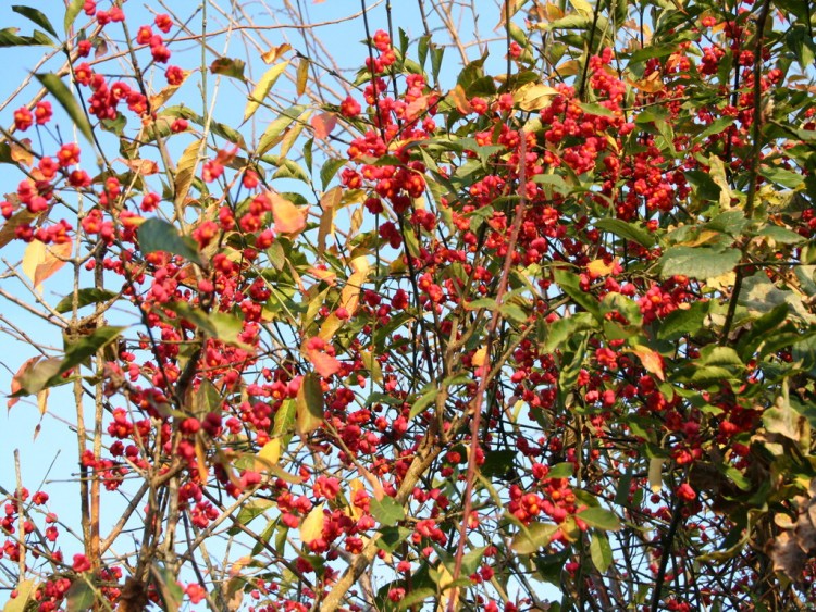 Fonds d'cran Nature Fleurs Fleurs