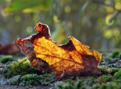 Wallpapers Nature Feuille d'automne...