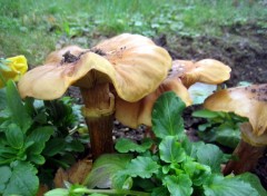 Fonds d'cran Nature Champignons au milieux des penses!!