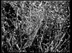 Fonds d'cran Animaux Toile d'argent