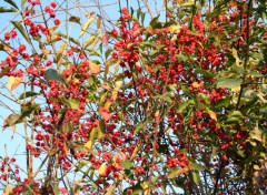 Fonds d'cran Nature Fleurs