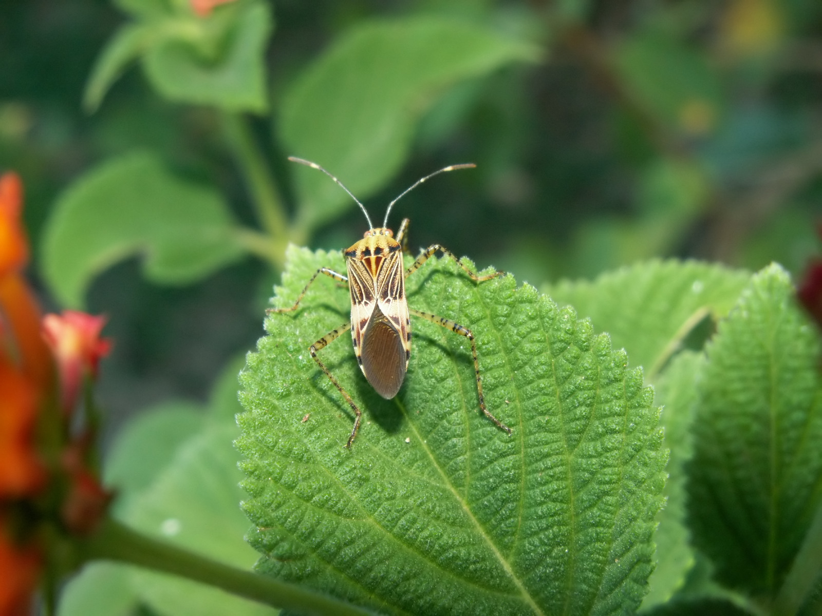 Fonds d'cran Animaux Insectes - Divers insecte de Guyane