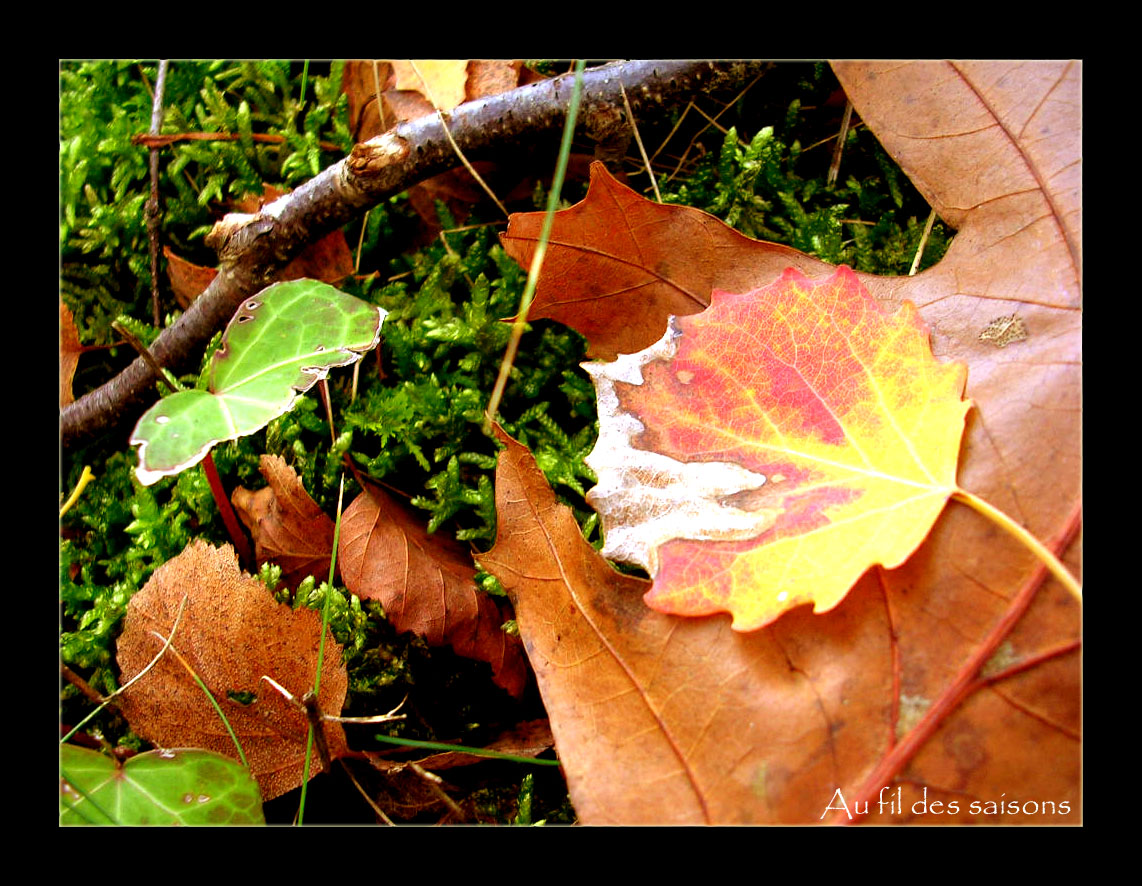 Fonds d'cran Nature Saisons - Automne Feuilles d\'automne...