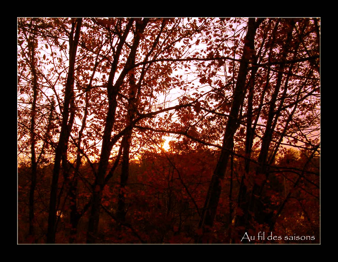 Wallpapers Nature Trees - Forests Soir d'automne