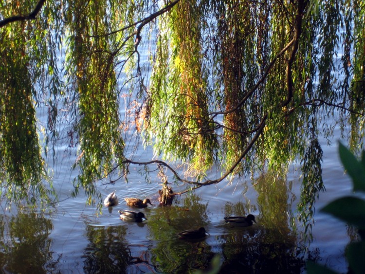 Wallpapers Animals Birds - Ducks des canards pour Talou.