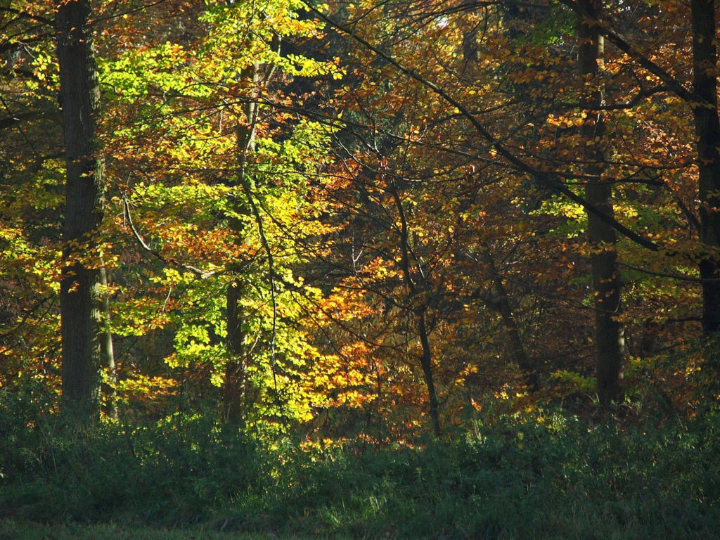 Wallpapers Nature Seasons - Fall Parure d'automne