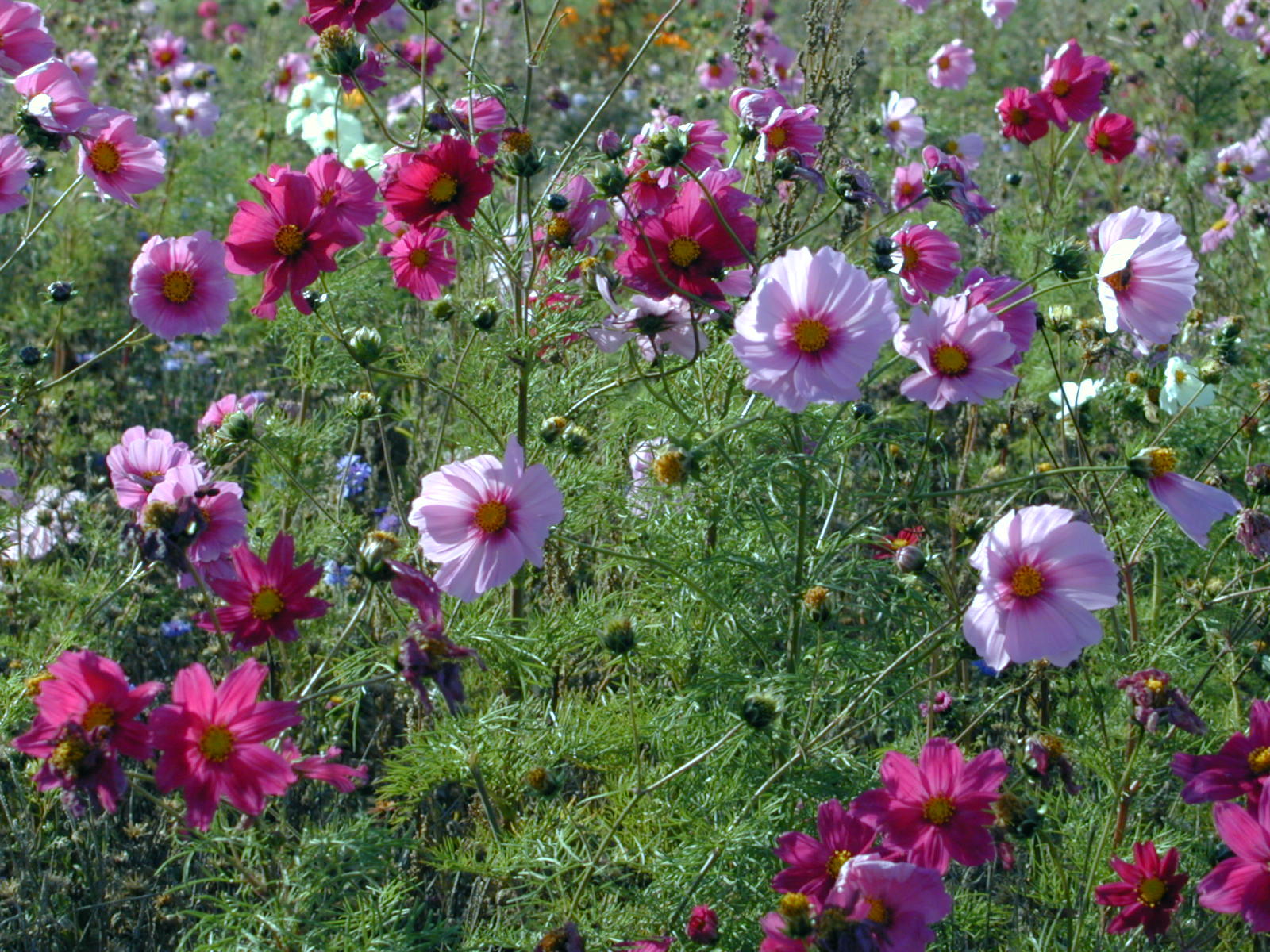 Wallpapers Nature Flowers Fleurs des champs