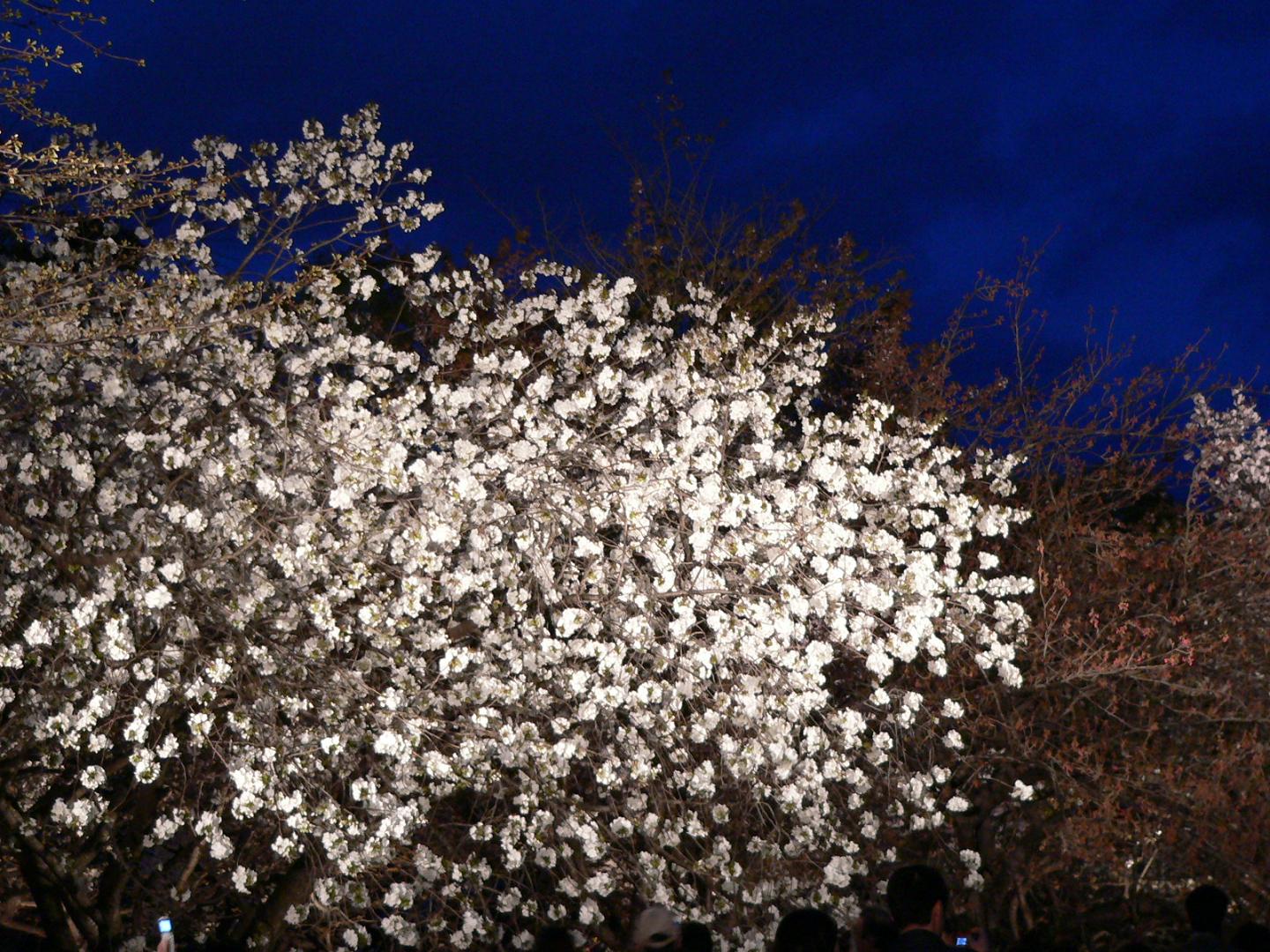 Fonds d'cran Nature Fleurs Sakura