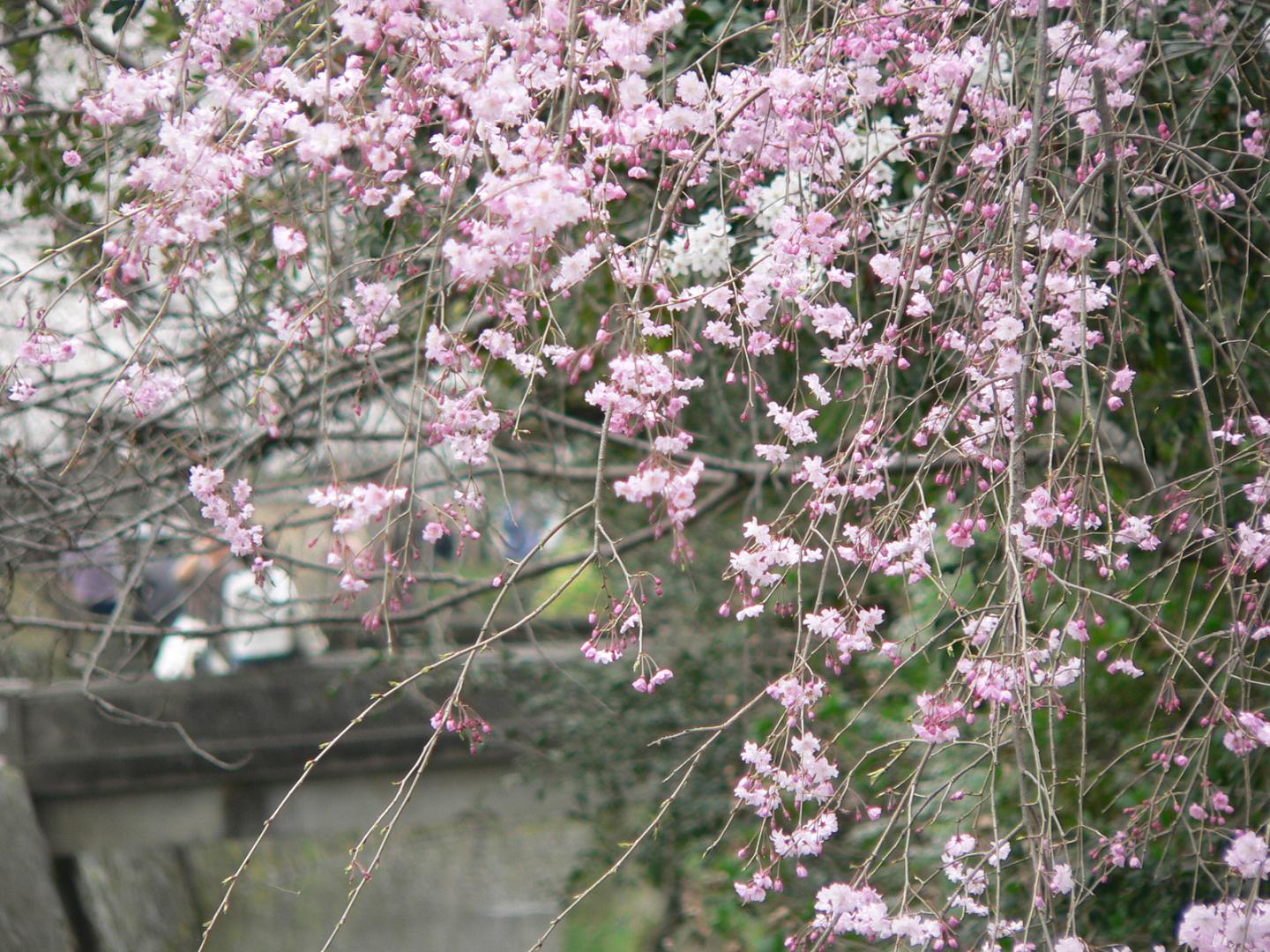 Fonds d'cran Nature Fleurs Sakura rose