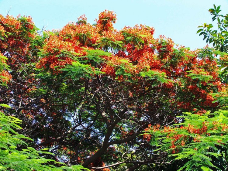 Wallpapers Nature Trees - Forests Ile de Chypre : Limassol