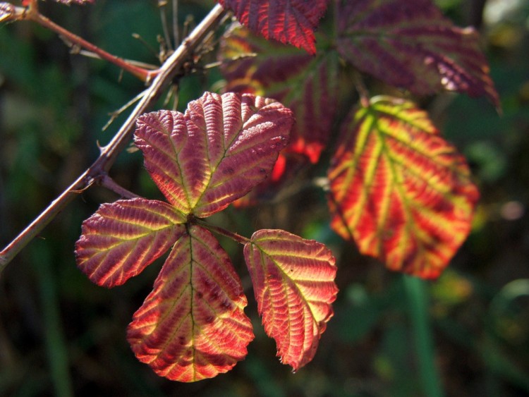 Wallpapers Nature Seasons - Fall Feuille d'automne...