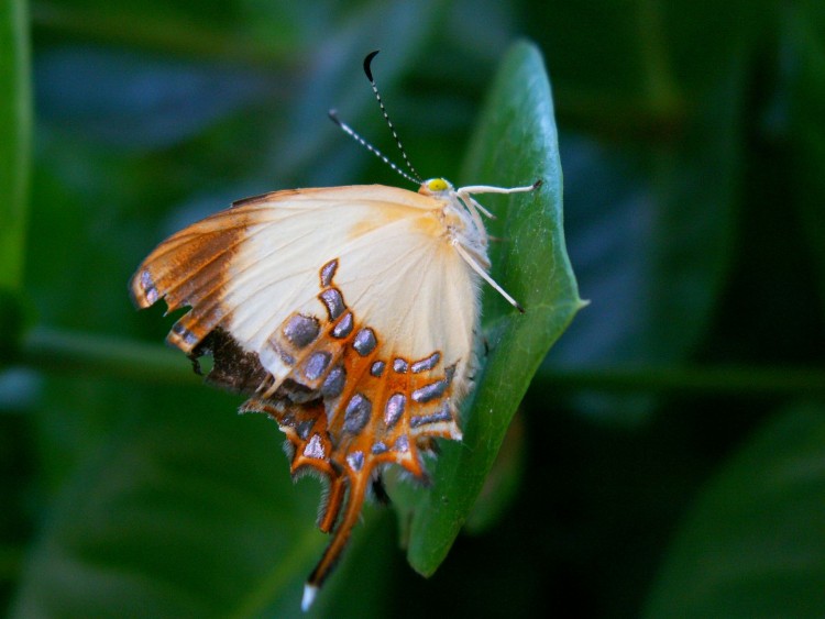 Wallpapers Animals Insects - Butterflies Papillon aux 