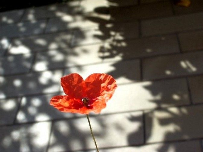 Fonds d'cran Nature Fleurs le rouge et le noire