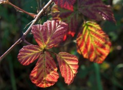 Wallpapers Nature Feuille d'automne...