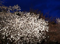 Fonds d'cran Nature Sakura