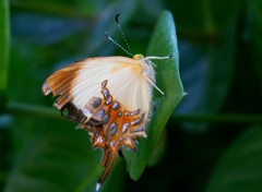 Fonds d'cran Animaux Papillon aux 