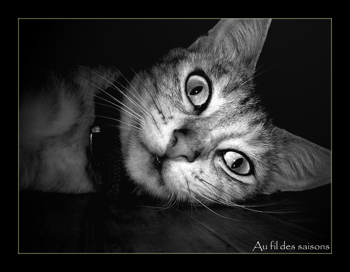 Wallpapers Animals Cats - Kittens Portrait de chat