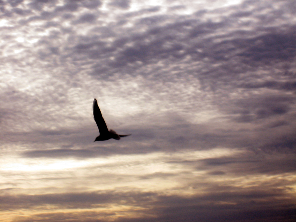 Fonds d'cran Nature Couchers et levers de Soleil Une mouette au couchant!!