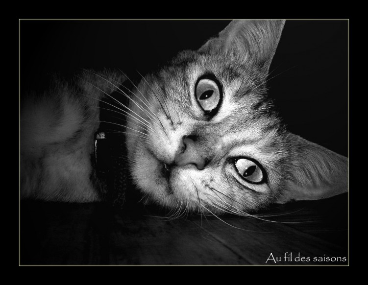 Wallpapers Animals Cats - Kittens Portrait de chat