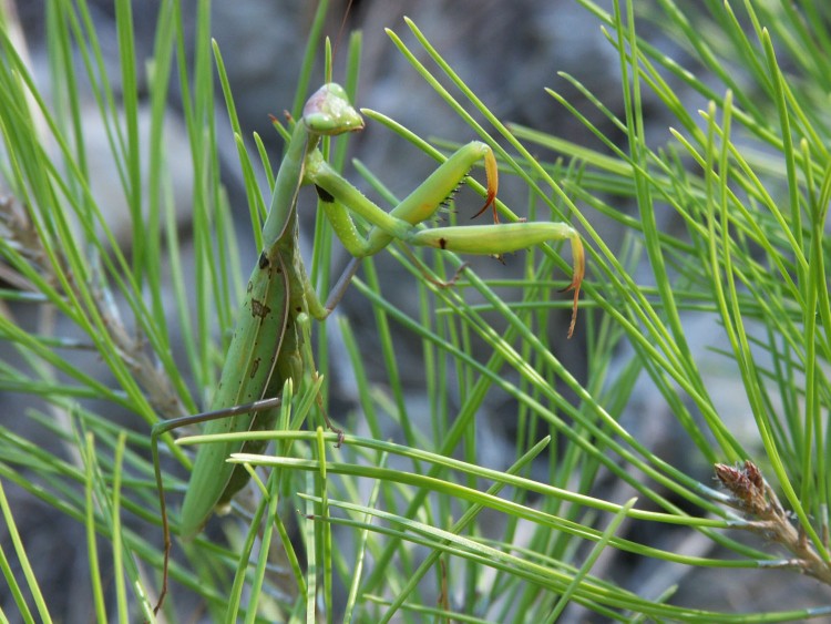 Wallpapers Animals Insects - Mantis Mante religieuse.