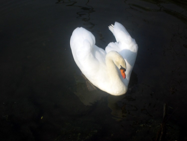 Wallpapers Animals Birds - Ducks Il me fait un cygne!!