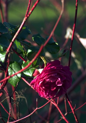 Fonds d'cran Nature Fleurs Cybelle