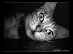 Wallpapers Animals Portrait de chat