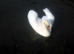 Wallpapers Animals Il me fait un cygne!!