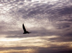 Wallpapers Nature Une mouette au couchant!!