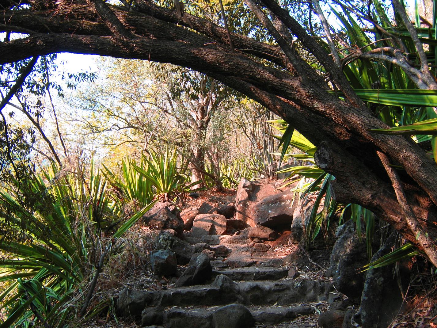 Fonds d'cran Nature Arbres - Forts 