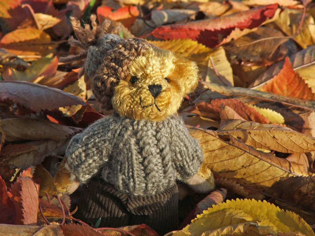 Wallpapers Objects Cuddly Petit Ours d'automne...