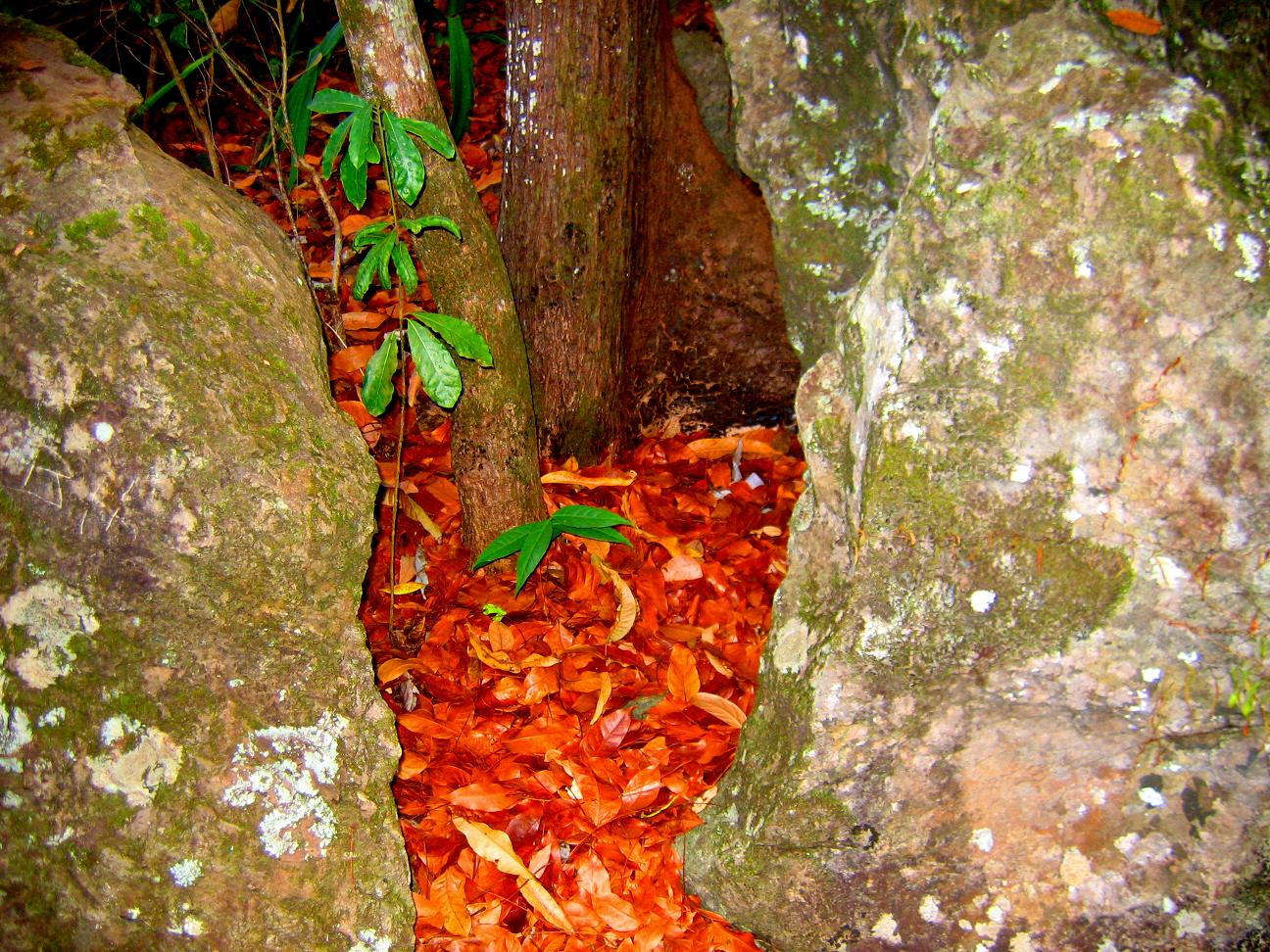 Fonds d'cran Nature Saisons - Automne 