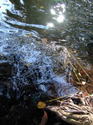 Wallpapers Nature Water - Reflection Reflets