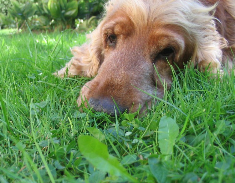 Fonds d'cran Animaux Chiens le vrai ludochien