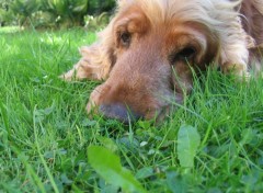 Fonds d'cran Animaux le vrai ludochien