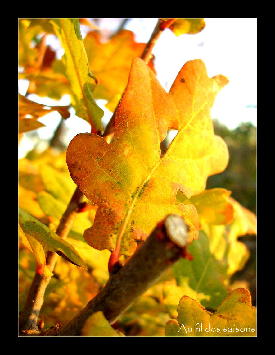 Fonds d'cran Nature Saisons - Automne Feuilles d\'automne...