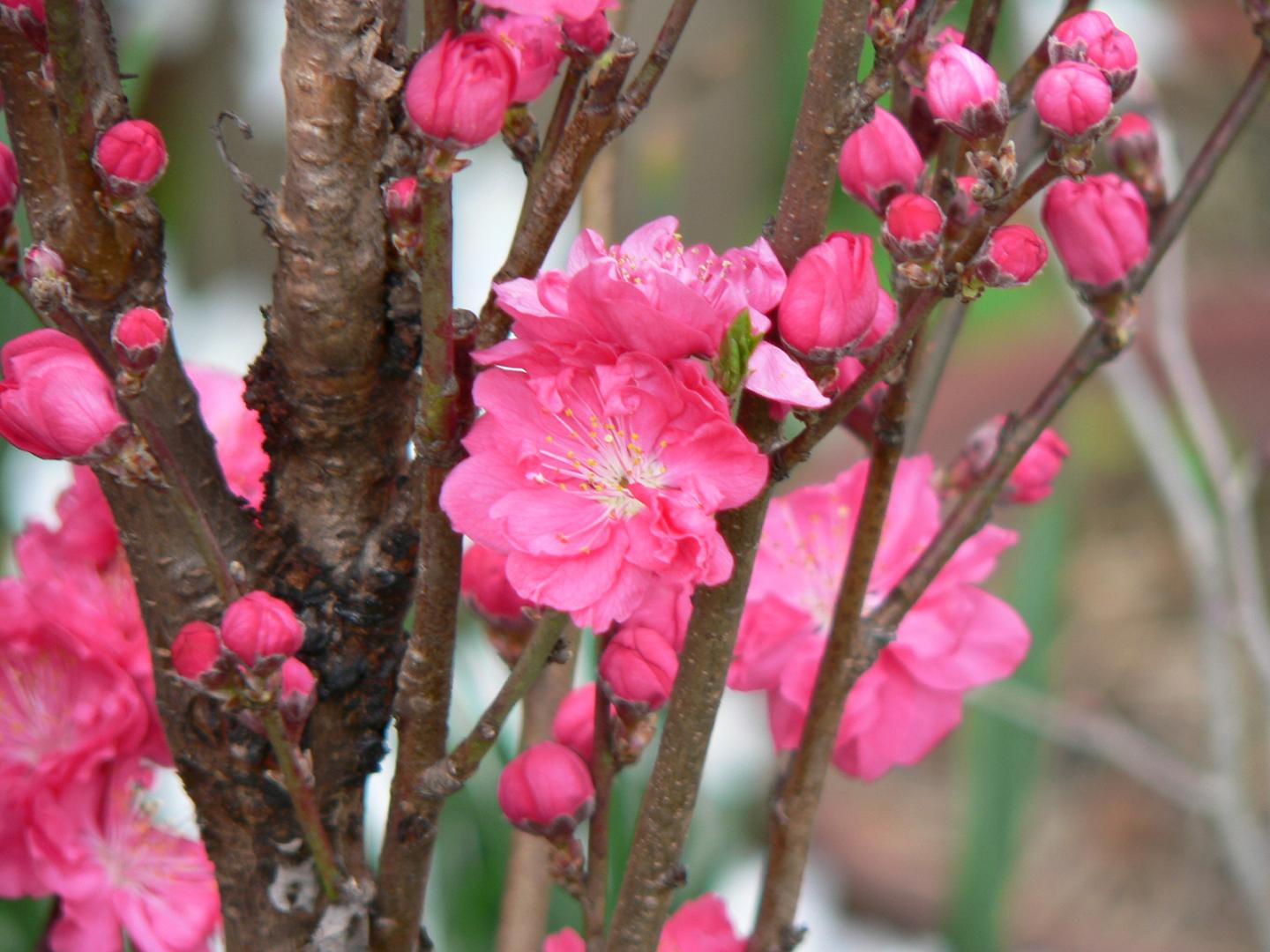 Wallpapers Nature Flowers Fleurs de prunier