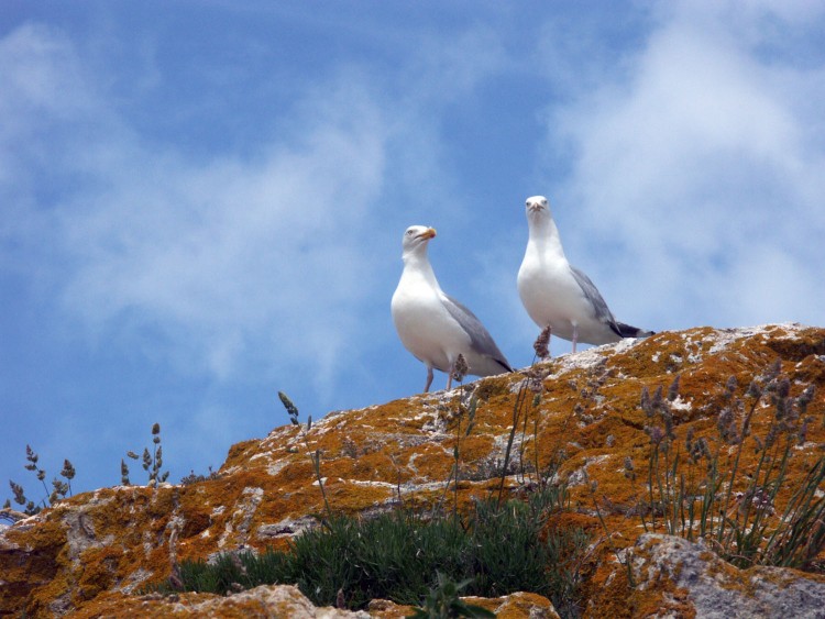 Wallpapers Animals Birds - Ducks Belle-Ile en mer