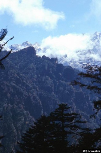 Wallpapers Nature Mountains Dense mountain forest, Bhutan