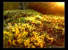 Fonds d'cran Nature De la vie sur un muret