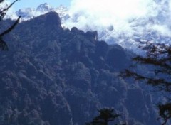 Fonds d'cran Nature Dense mountain forest, Bhutan