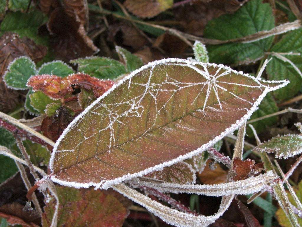 Fonds d'cran Nature Feuilles - Feuillages Saison du givre