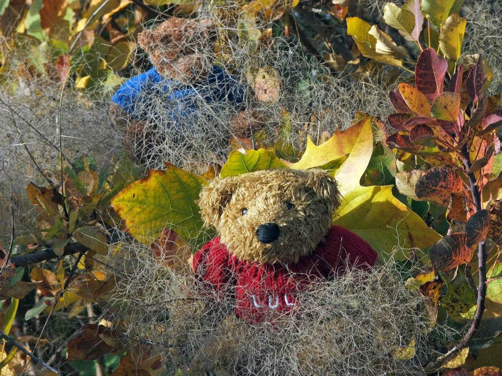 Wallpapers Objects Cuddly Petits Ours d'automne...