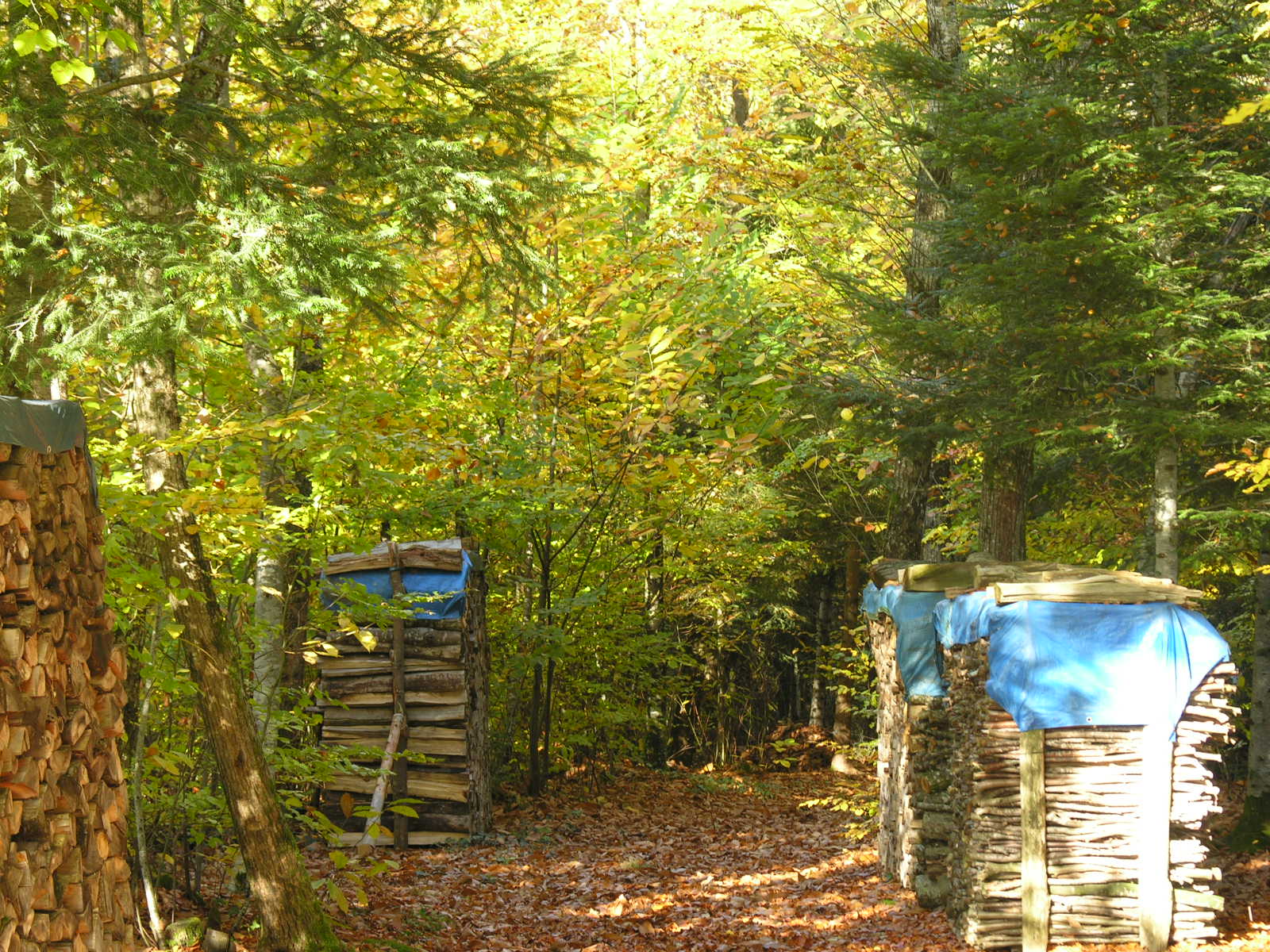 Fonds d'cran Nature Arbres - Forts oxygnation