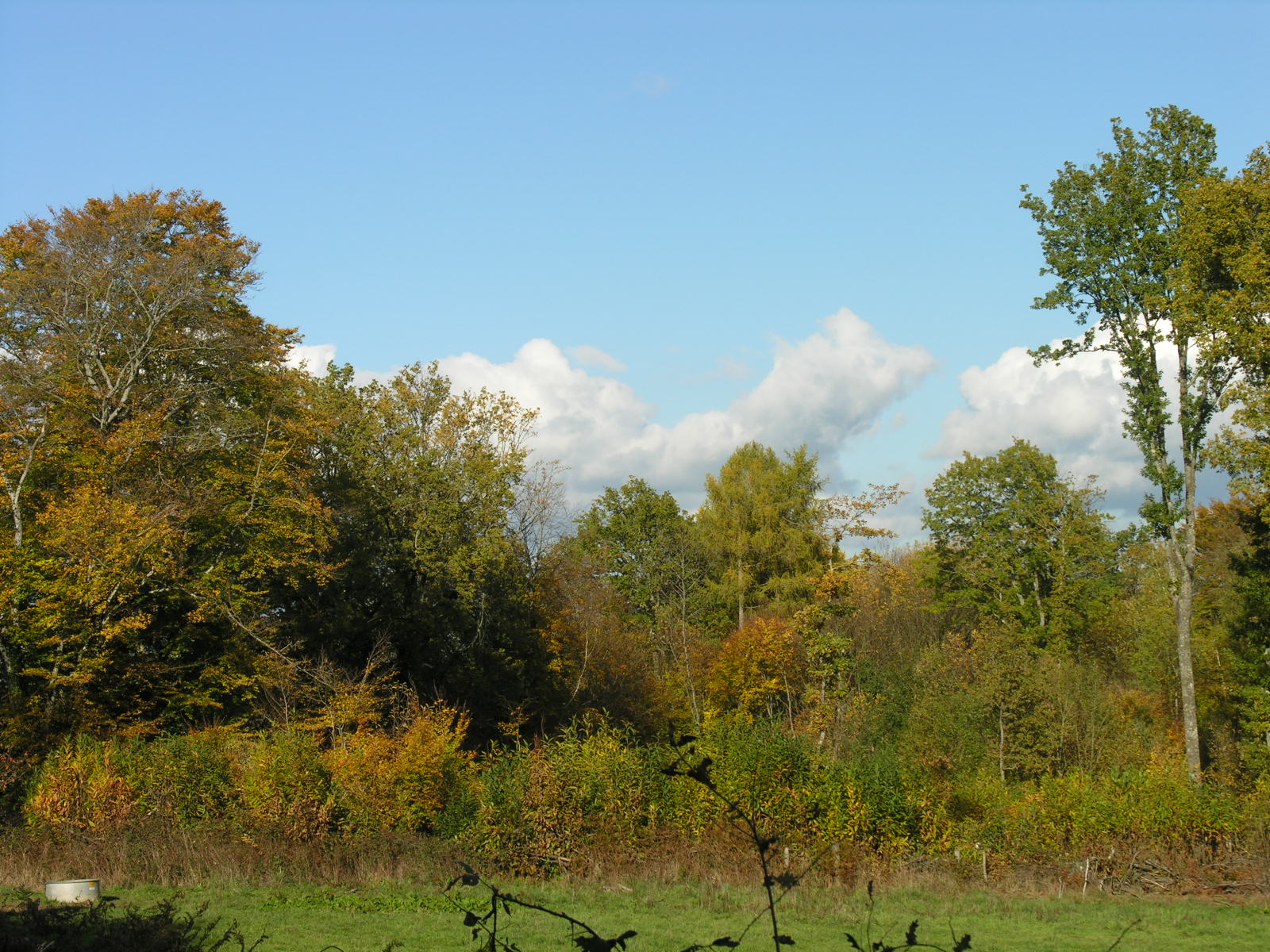 Fonds d'cran Nature Arbres - Forts 