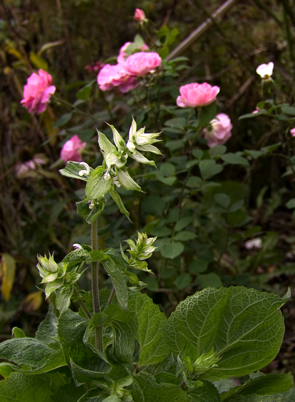 Wallpapers Nature Flowers Sauge Sclare