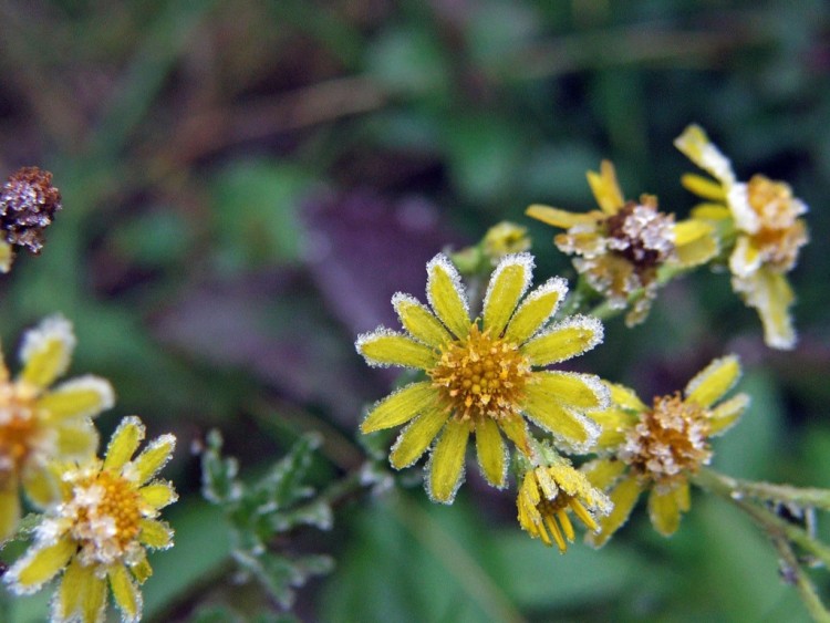 Wallpapers Nature Flowers Saison du givre