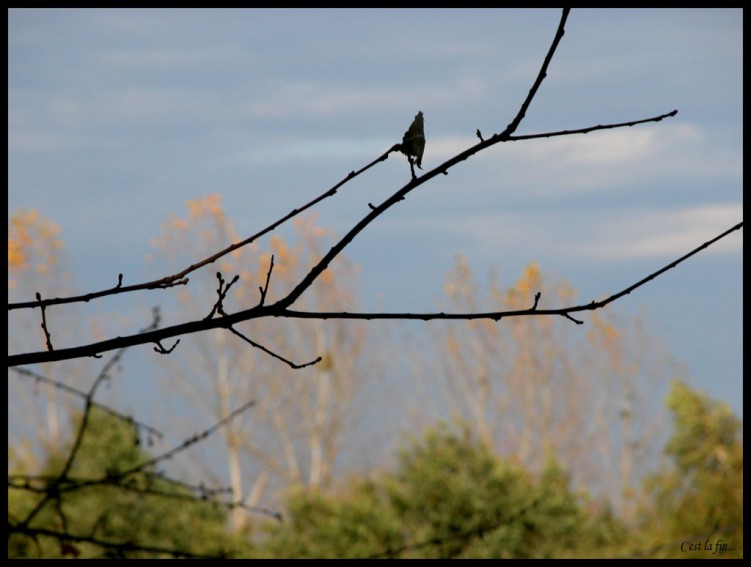 Wallpapers Nature Trees - Forests Fin d'automne