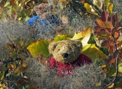 Fonds d'cran Objets Petits Ours d'automne...