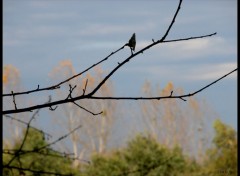 Fonds d'cran Nature Fin d'automne